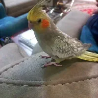 عروس هلندی ماده