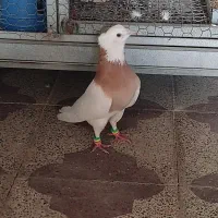 کبوتر طوقی|پرنده|برازجان, |دیوار