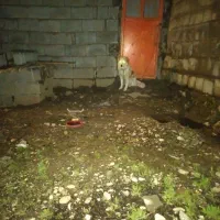 سگ قدر جونی 5ماهه قیمت 3تمن