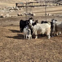۶ بز ۶  بیگ به  فروش میرسد|حیوانات مزرعه|اهواز, بهارستان|دیوار