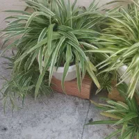 گل های طبیعی با یک زیره برای گل و وسایل