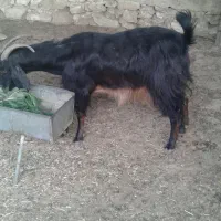 4تا کهره نرو ماده و ی بز شیری