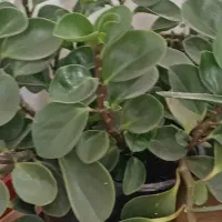 گل و گیاه|گل و گیاه طبیعی|اردبیل, |دیوار