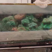 اکواریوم|ماهی|قرچک, شهرک گلها|دیوار