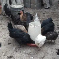 مرغ محلی تخم گذار