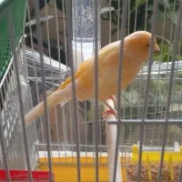 قناری ماده درشت ریزه خوان