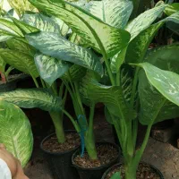 انواع دیفن باخیا کاملیا روسی مالاکوتا استار طلایی