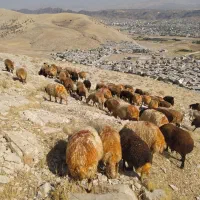 فروش بز وتی بز میش وشیشک چاق درجه یک کشتاری|حیوانات مزرعه|خرم‌آباد, |دیوار