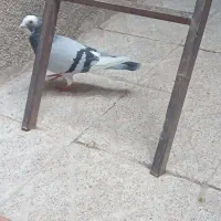 گوگجله نر