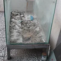 اکواریوم بزرگ ماهی|ماهی|آمل, |دیوار