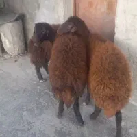 سه عدد بره ماده جنس افشاری