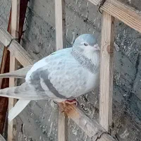 کفتر رنگی|پرنده|مشهد, شهرک ابوذر|دیوار