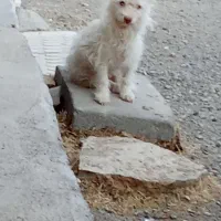 سگ‌ با هوش