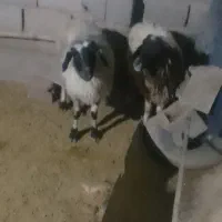 میش|حیوانات مزرعه|رفسنجان, |دیوار