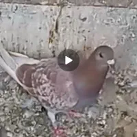 کفتر پلاکی گم شده