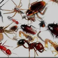 مشاوره دفع و نابودی حشرات و جانداران موذی