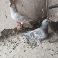 کفترهودی کرمونی.کله هفت رنگ. سینه سبز