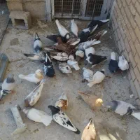 فروش دسته کفتر رنگی