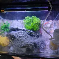 اکواریوم تمیز|ماهی|ارومیه, |دیوار