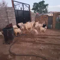بز وبزغاله