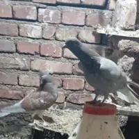 کبوتر|پرنده|مرند, |دیوار