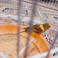 قناری ماده به فروش می رسد