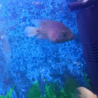 ماهی مقاوم و جذاب اکواریوم