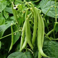 لوبیا سبز نوچین