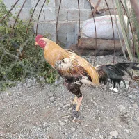 خروس