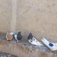 تعداد کبوتر فروشی سفید سیاه کله ای پشدار سبز|پرنده|میاندوآب, |دیوار