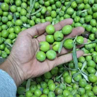 فروش زیتون سبز . سرندشده/ شکسته و ماری|خوردنی و آشامیدنی|رشت, توشیبا|دیوار