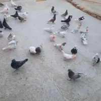 کفتر پرشی گنجه بر|پرنده|قم, انسجام|دیوار