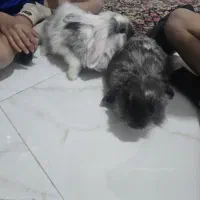 دو عدد خرگوش لوپ ۱۰۰ درصد|موش و خرگوش|کرمان, |دیوار