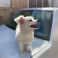 سگ پامر|سگ|کرمان, |دیوار