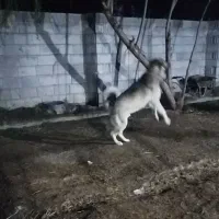 توله سگ سرابی