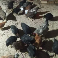 خروس بومی|حیوانات مزرعه|ابریشم, |دیوار