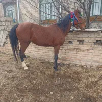 اخته ۸ ساله ( یخته) سیلوانا