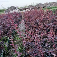 فروش گل باغچه لاوسون زرشک یاس