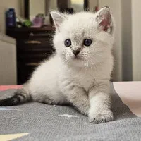 بچه گربه اشرافی|گربه|تهران, اکباتان|دیوار