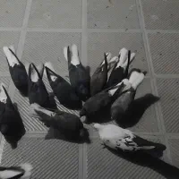 کبوتر دمسفید