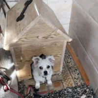 سگ پامرروباهی