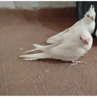 عروس هلندی البینو