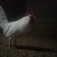 خروس سفید