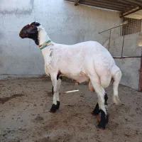 سلام 1عدد گوسفند توقلی قوچ افشار