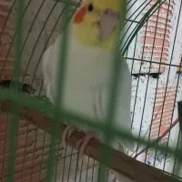عروس هلندی|پرنده|گرگان, |دیوار