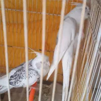 ده جفت عروس هلندی مولد تضمینی
