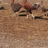 خروس لاری به همراه چند تا مرغ و جوجه لاری|حیوانات مزرعه|اردبیل, |دیوار