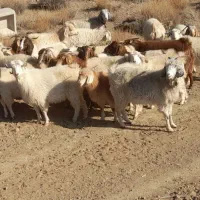 ۱۸ راس بز و گیسه آبستن کورکی راینی