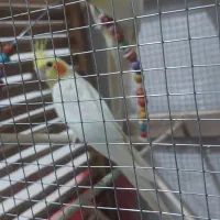 فروش دو عدد عروس هلندی لوتینو