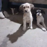 سگ ماده ازنژاداشپیتز۴تا